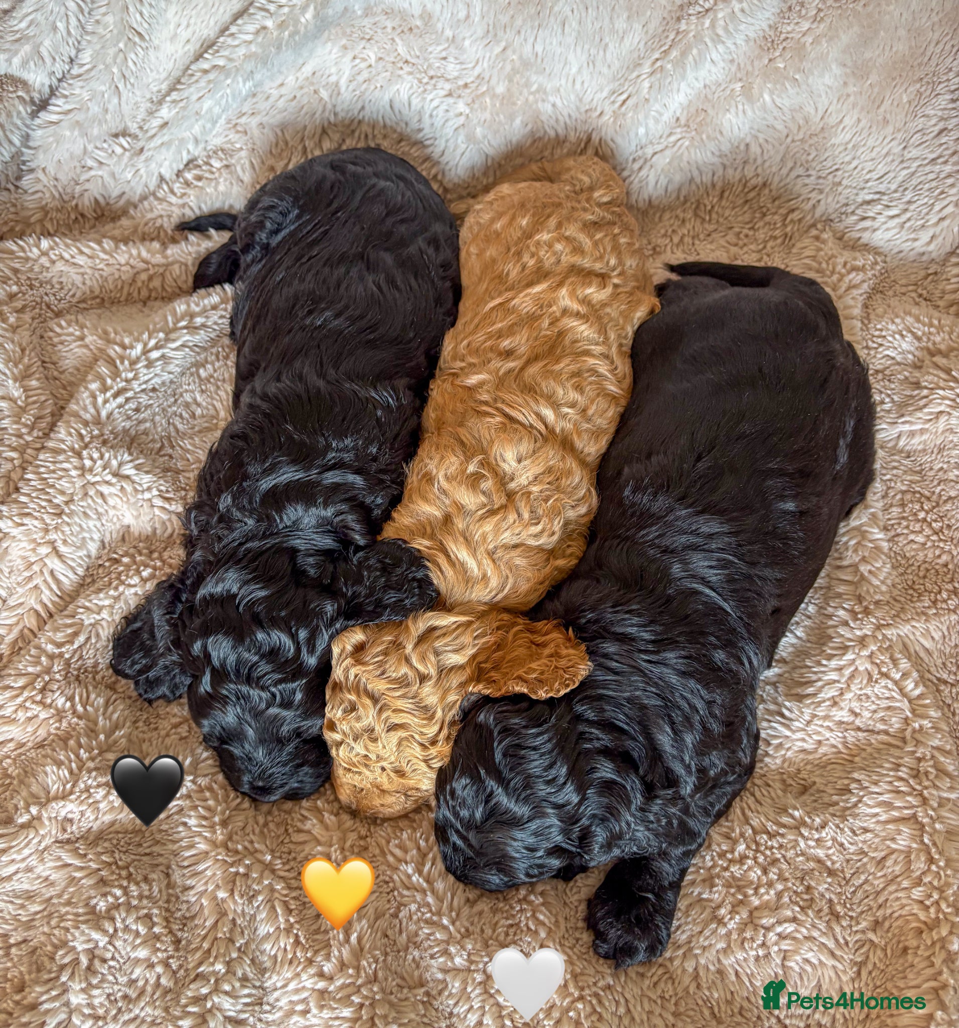 Labradoodle dogs for sale: Beautiful Australian Labradoodle Pups - Advert 14