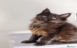 Maine Coon cats for sale: TICA registered Giant Maine coon   - Image 13