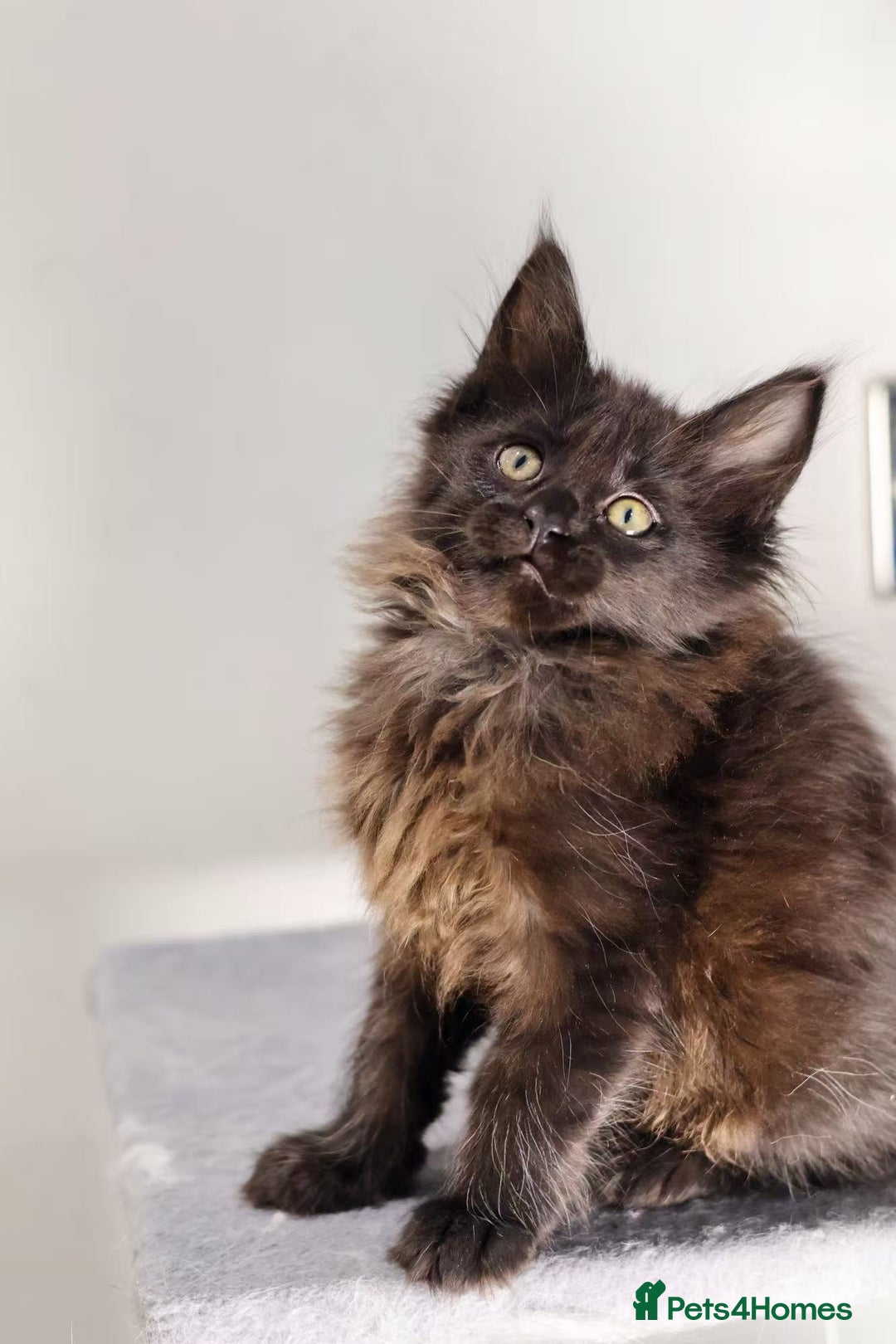 Maine Coon cats for sale: TICA registered Giant Maine coon   - Image 13