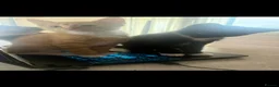Domestic Shorthair cats for sale: Kittens ready now  - Advert 3