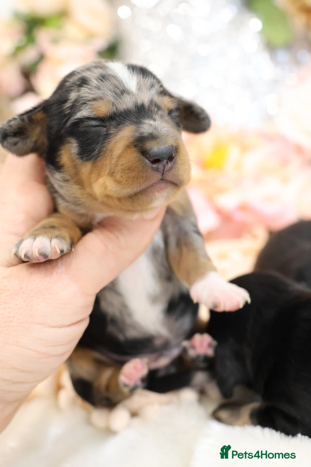 Miniature Dachshund dogs for sale: KC Miniature Dachshund Puppies - Advert 12