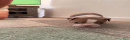 Boston Terrier dogs for sale: 8th Generation KC Reg Boston Terrier Puppies  - Advert 9