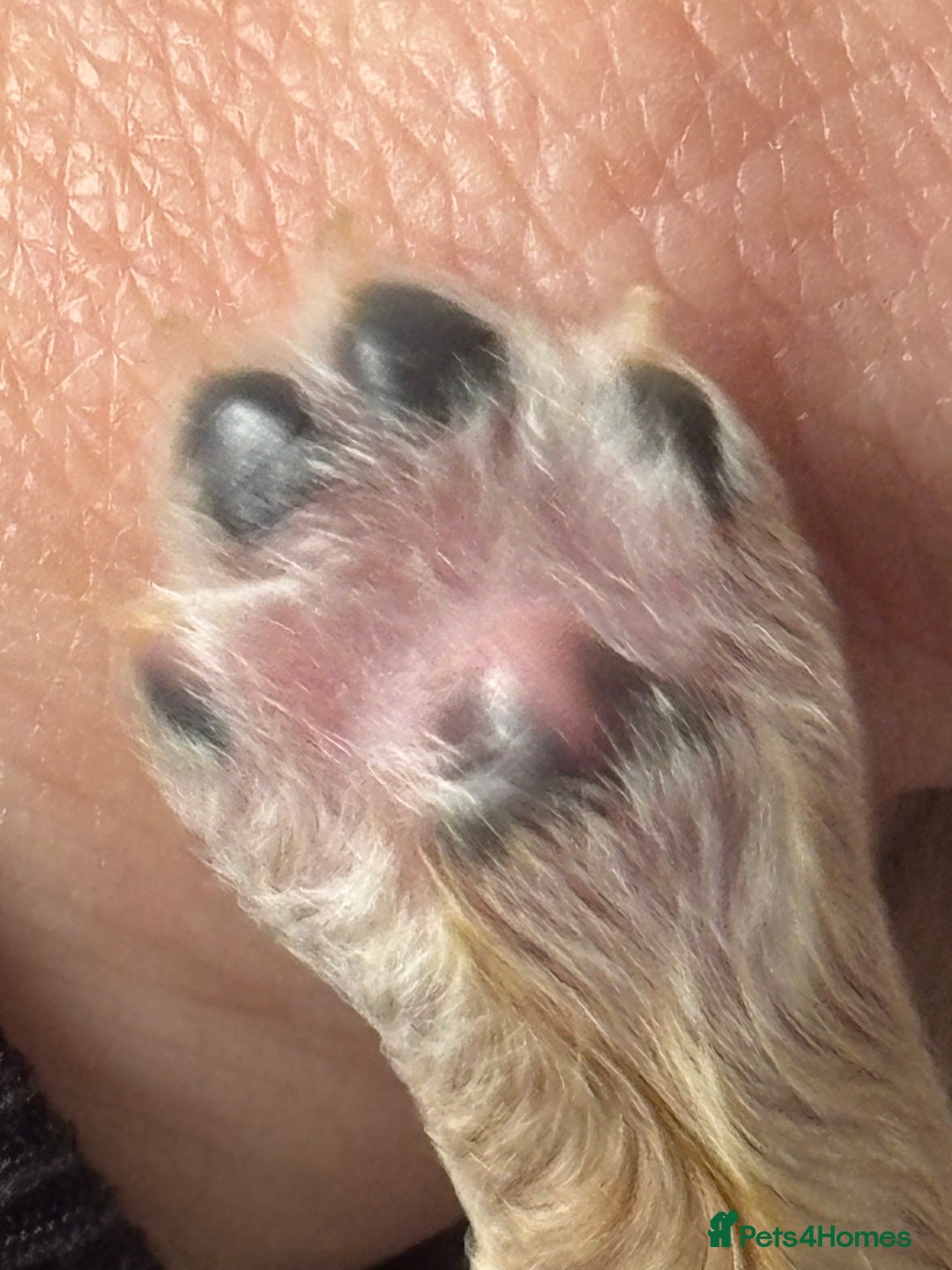 Cavachon dogs for sale: Super friendly, Litter trained Cavapoochon’s - Image 40