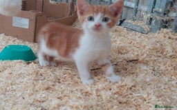 Domestic Shorthair cats for sale: Gorgeous kittens available now - Image 16