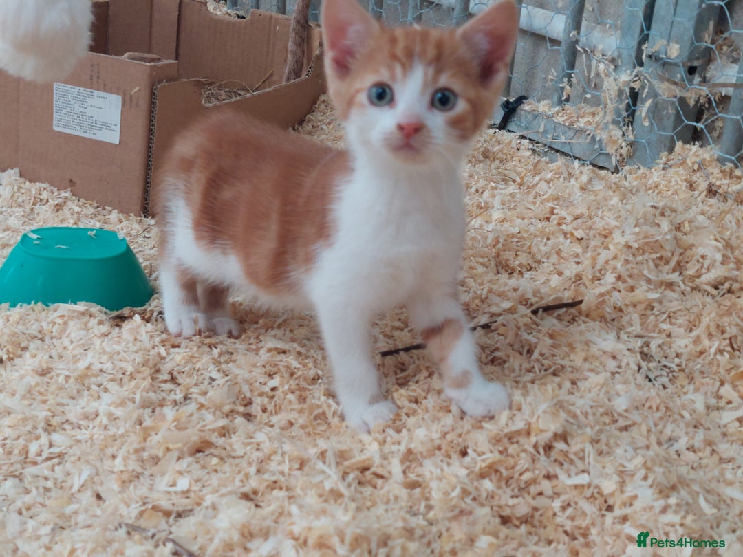 Domestic Shorthair cats for sale: Gorgeous kittens available now - Image 16