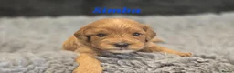 Cavapoo dogs for sale: F1b health tested fox red cavapoo puppies  - Advert 5