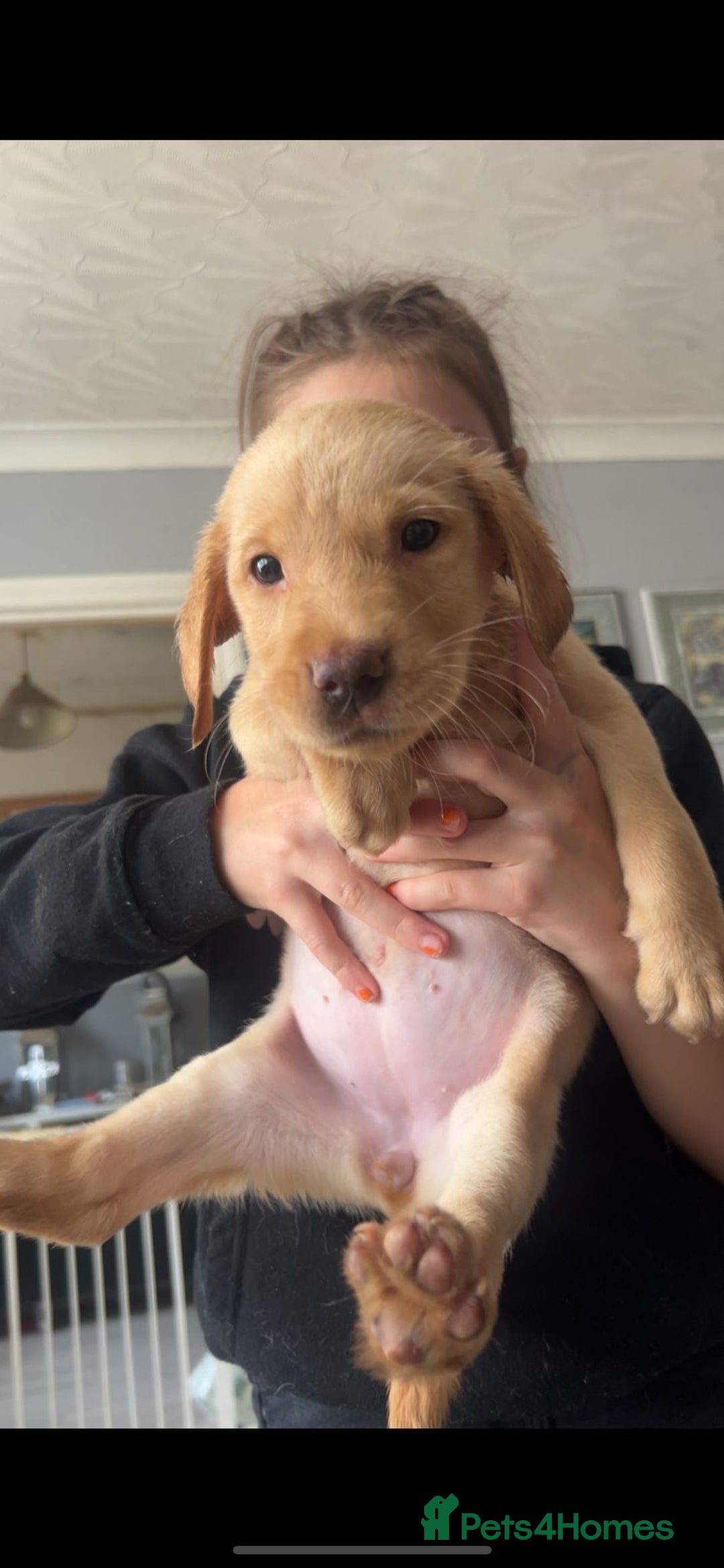 Labrador Retriever dogs for sale: Labrador Pups - Image 8
