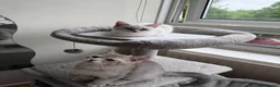 Scottish Fold cats for sale: Luxury Scottish folded NY12 ready to going.  - Advert 7