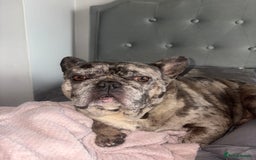French Bulldog dogs for sale: Frenchie in need of a loving home - Advert 3