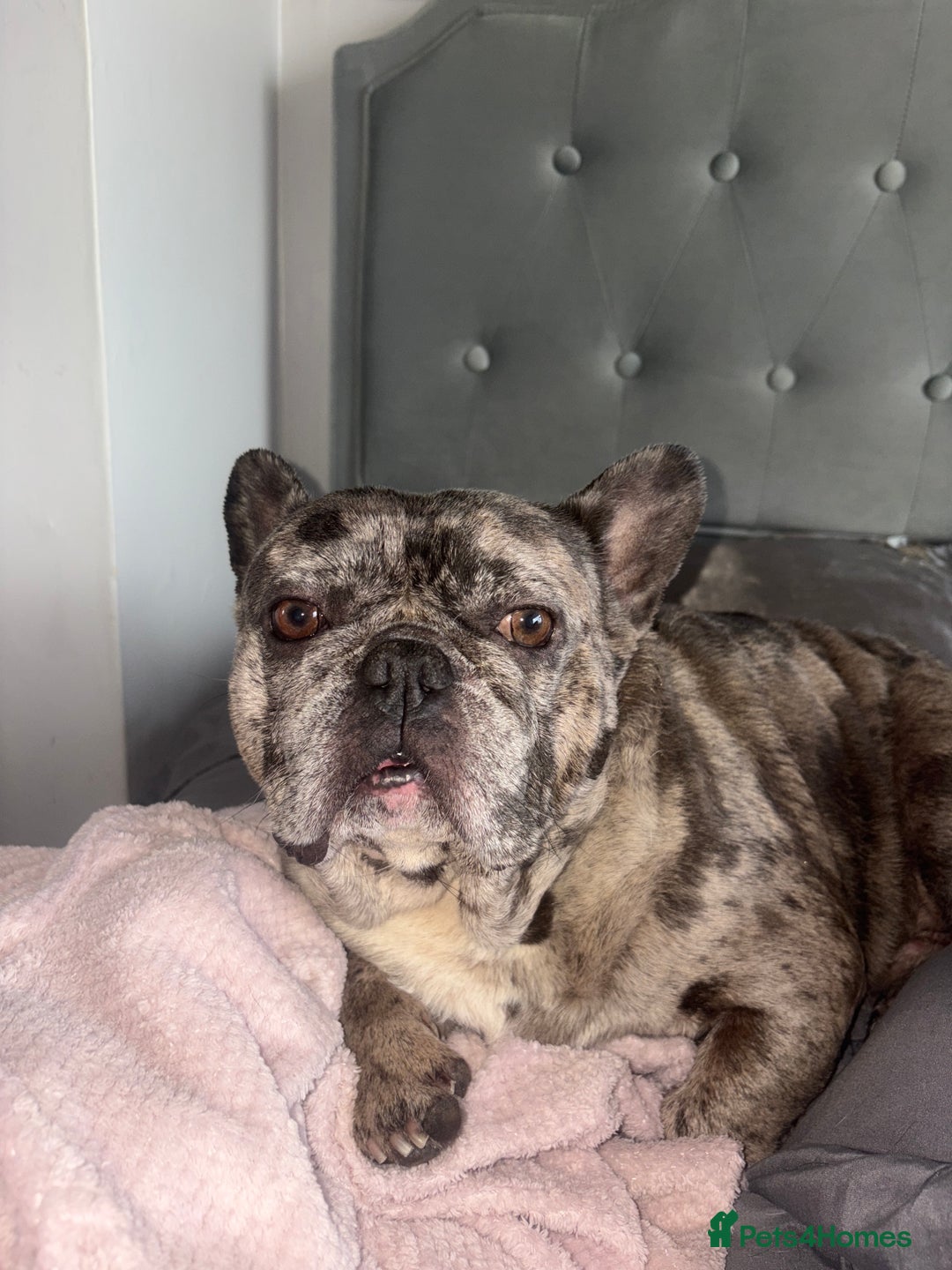 French Bulldog dogs for sale: Frenchie in need of a loving home - Advert 3