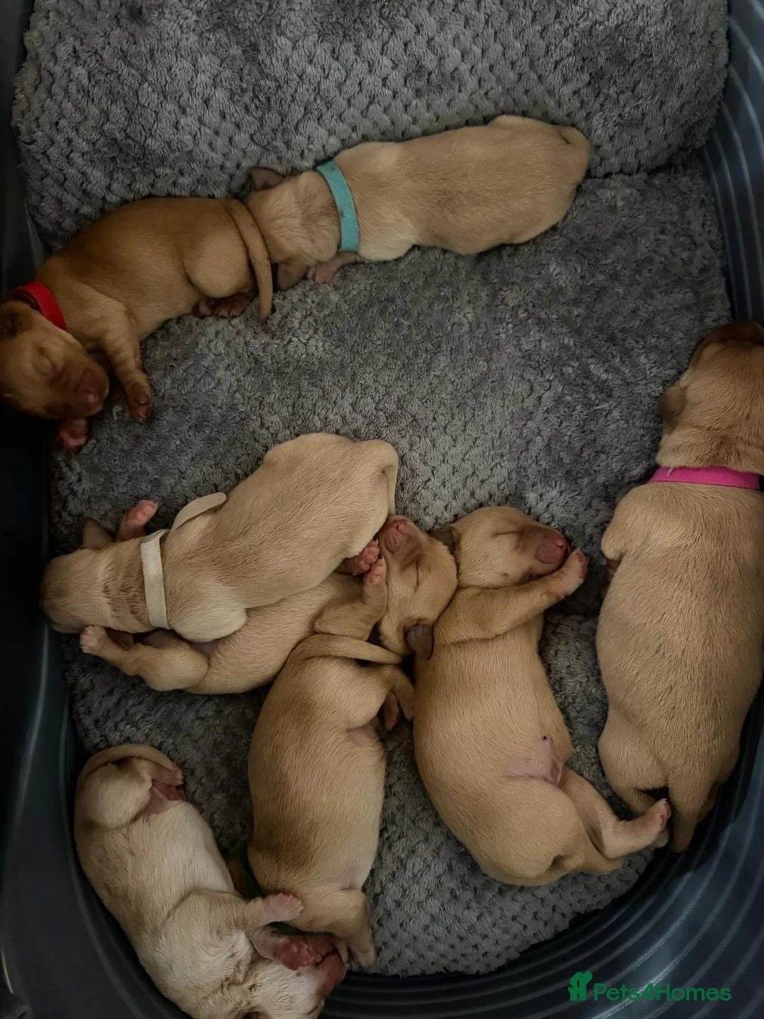 Labrador Retriever dogs for sale: KC Registered Red Fox/Golden Labrador Puppies  - Advert 7