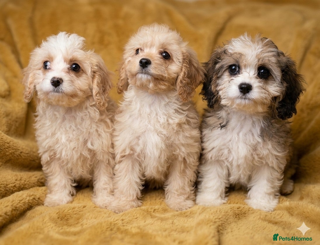 Cavapoo dogs Beautiful toy cavapoo puppys - Advert 5