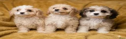 Cavapoo dogs for sale: Beautiful toy cavapoo pups (health tested parents) - Advert 2