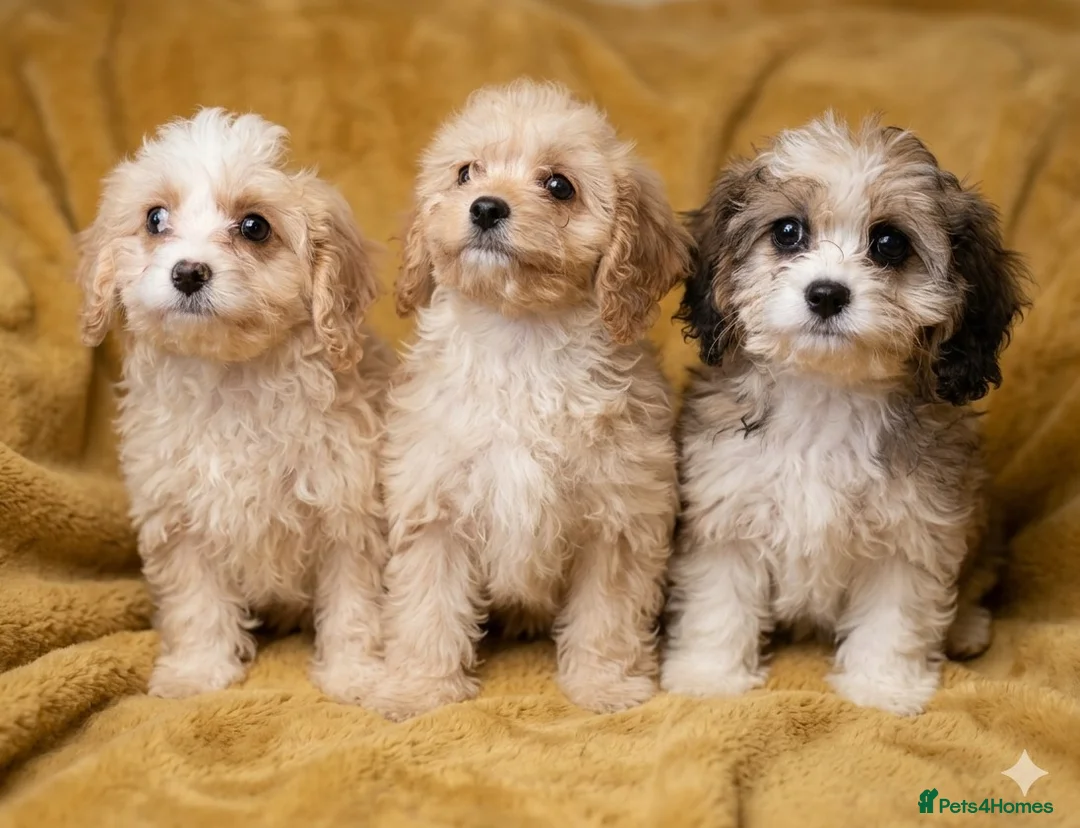 Cavapoo dogs for sale: Beautiful toy cavapoo pups (health tested parents) - Advert 2