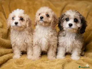 Cavapoo dogs Beautiful toy cavapoo puppys - Advert 5