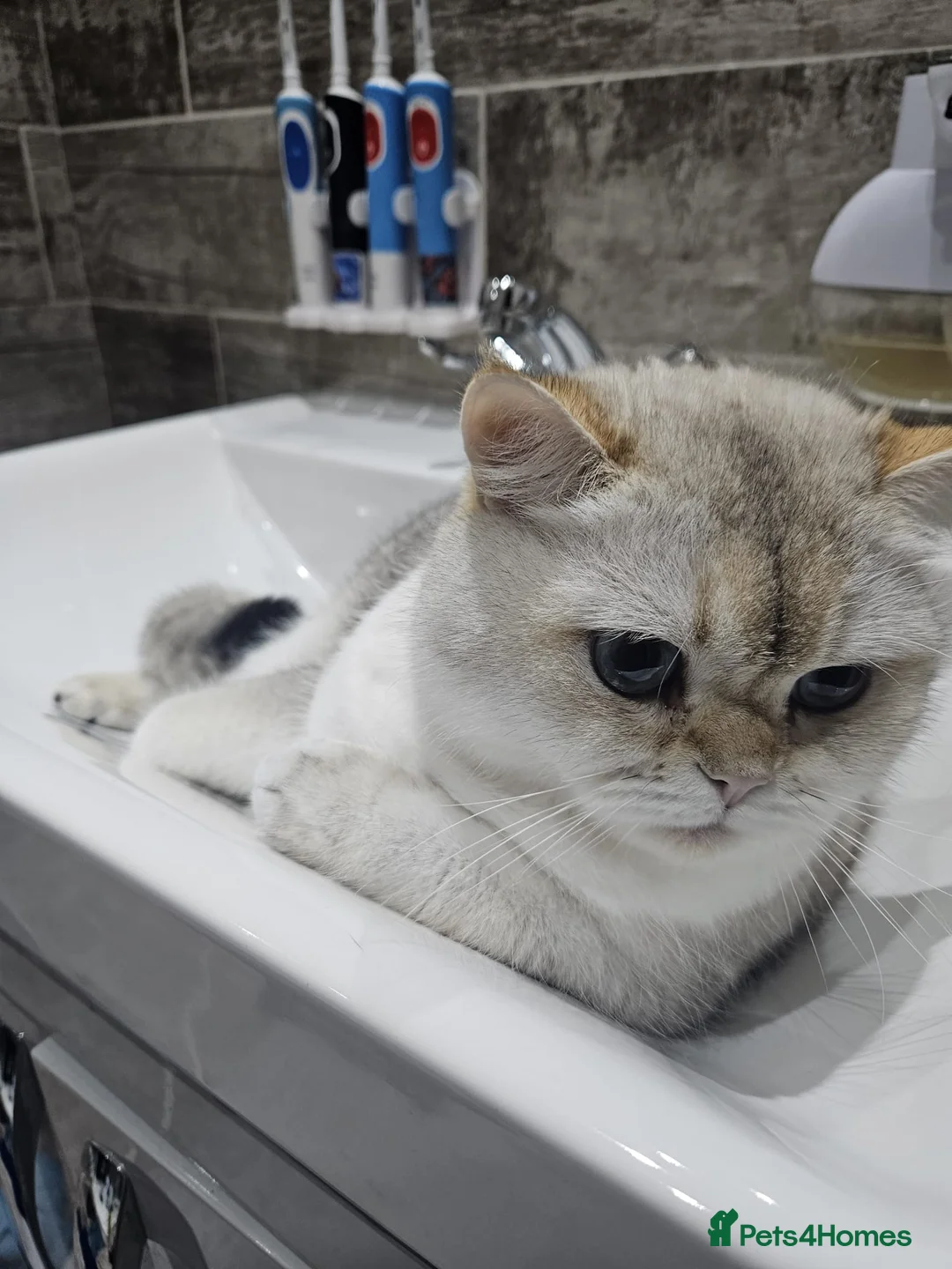 British Shorthair cats for sale: British short-hair  - Advert 3