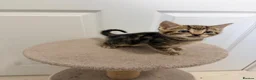 Mixed Breed cats for sale: 4 gorgeous kittens  - Advert 8