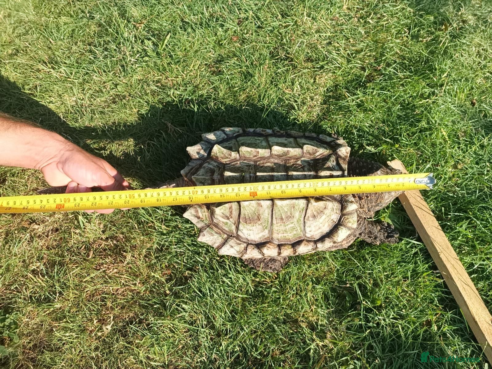 Turtle reptiles Alligator snapping turtle for sale - Advert 1