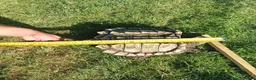 Turtle reptiles for sale: Alligator snapping turtle for sale in Romford - Advert 1