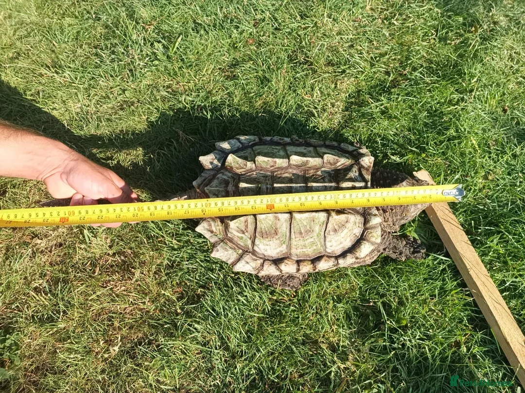Turtle reptiles for sale: Alligator snapping turtle for sale in Romford - Advert 1