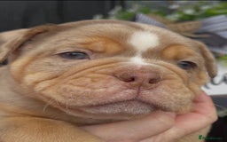 Olde English Bulldogge dogs for sale: Olde English Bulldogs - Advert 19