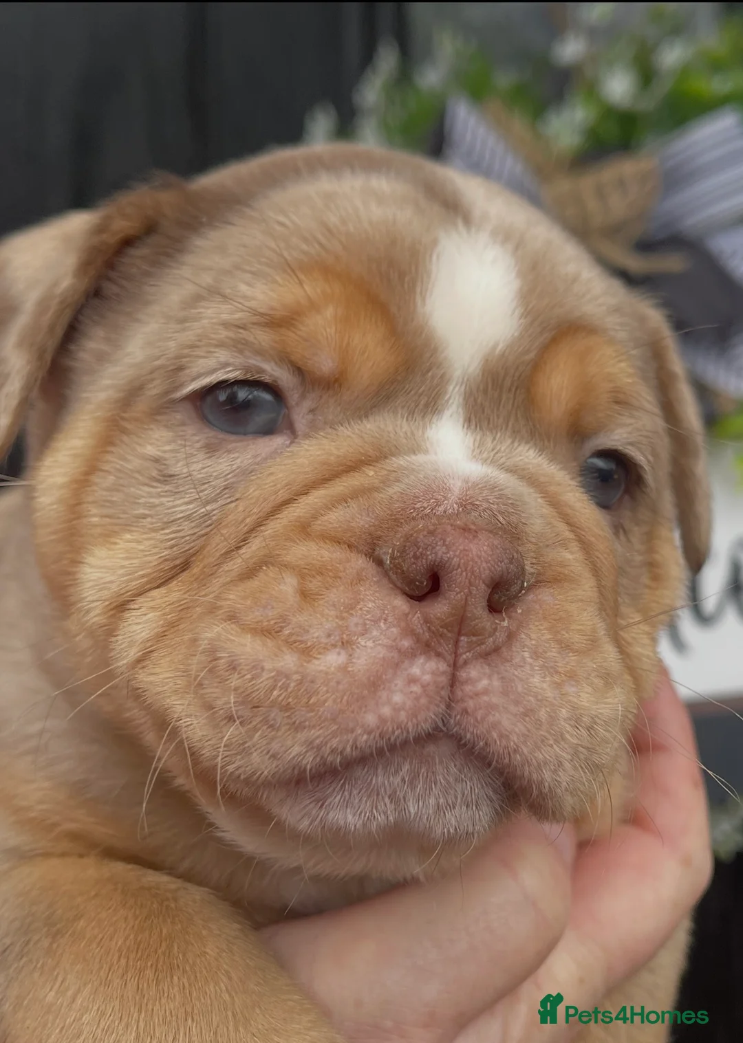 Olde English Bulldogge dogs for sale: Olde English Bulldogs - Advert 16