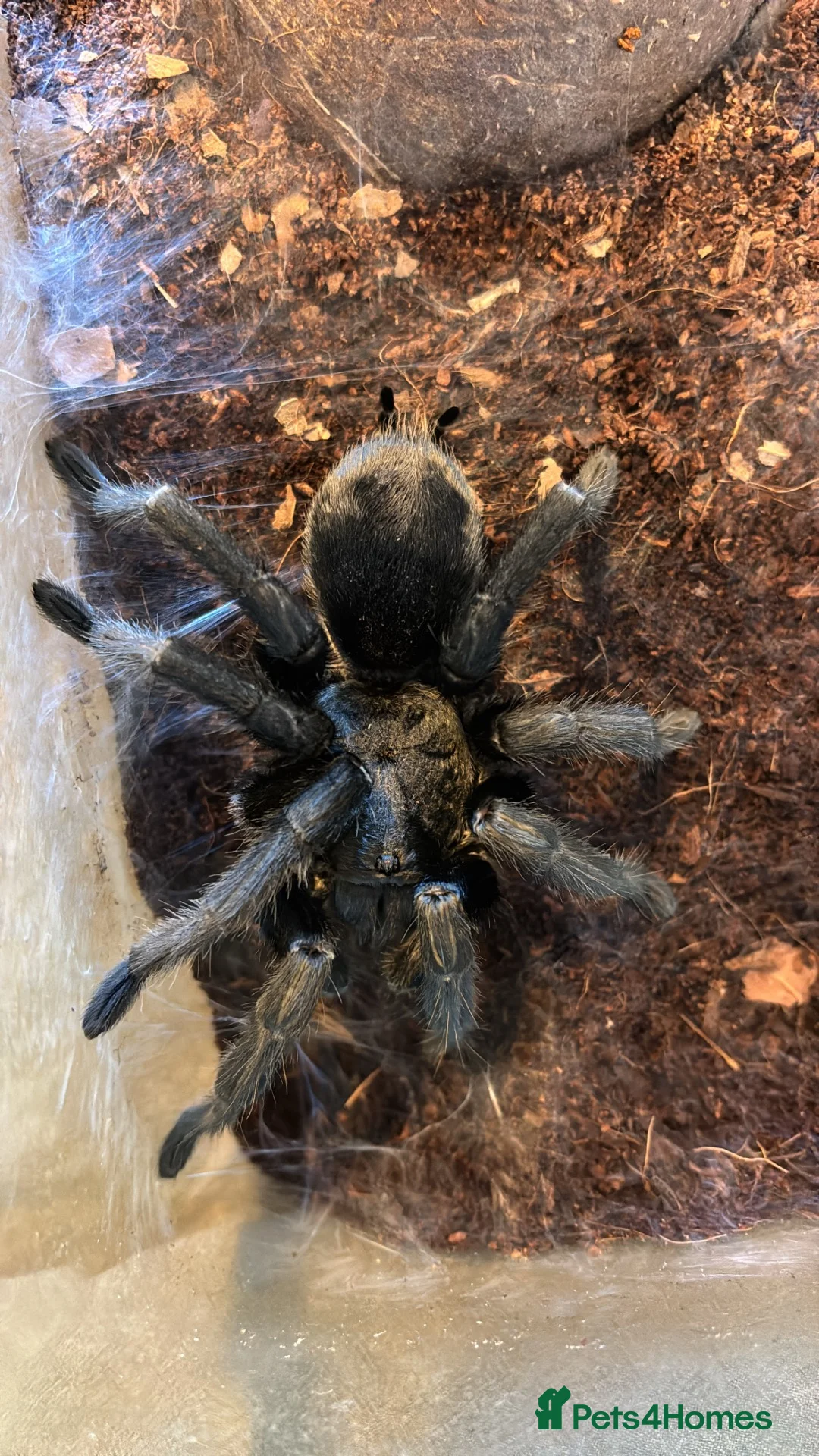 Tarantulas invertebrates for sale: Brazilian Black Tarantula for sale in Gosport - Advert 3