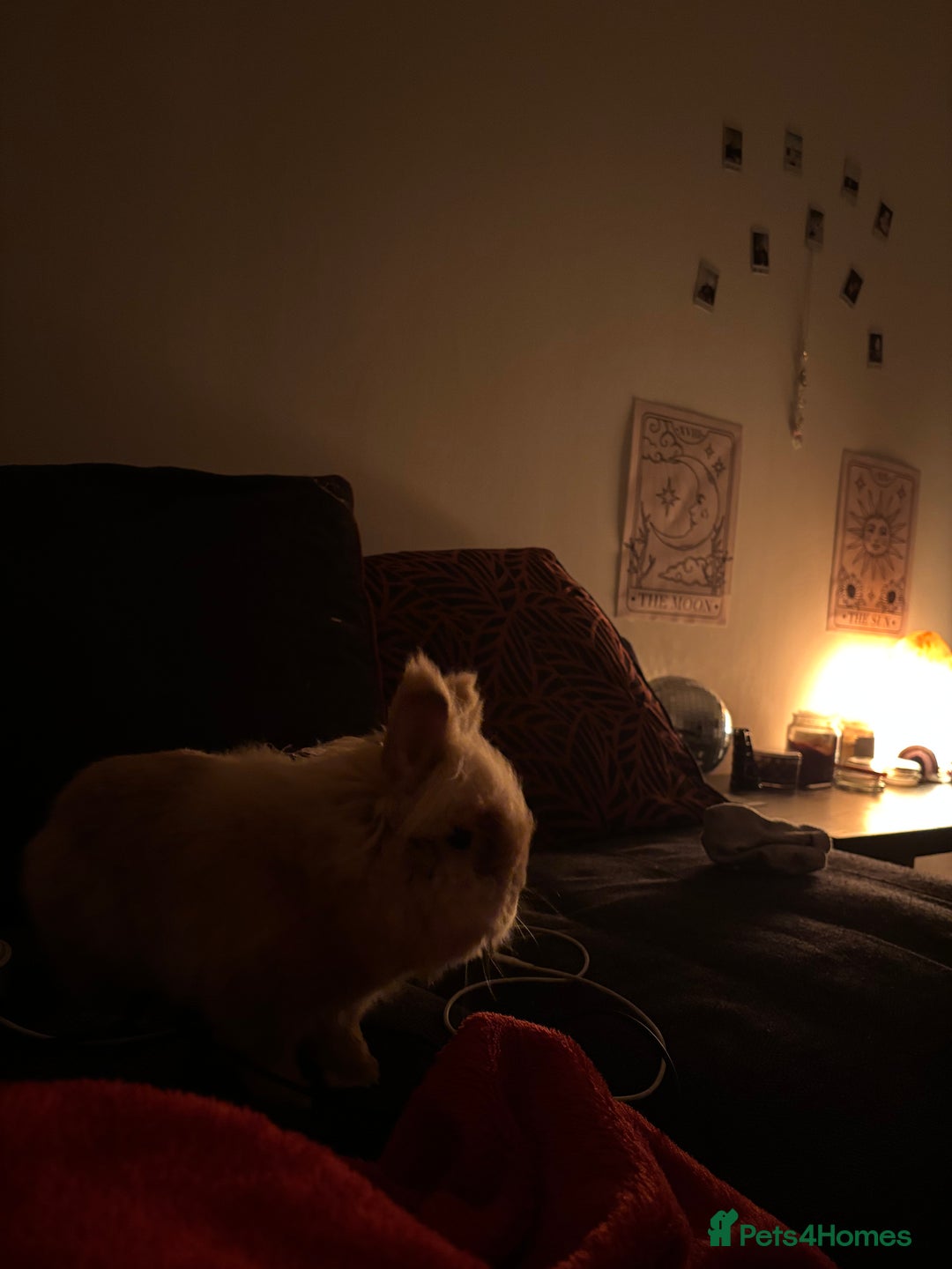 Lionhead rabbits for sale: Scrappy - Advert 2