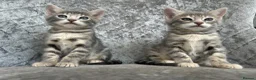 Bengal cats for sale: 💙 Beautiful Blue Bengal Female Kittens TICA Reg - Advert 7