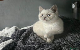 British Shorthair cats for sale: British Shorthair Kittens in Bradford - Image 18