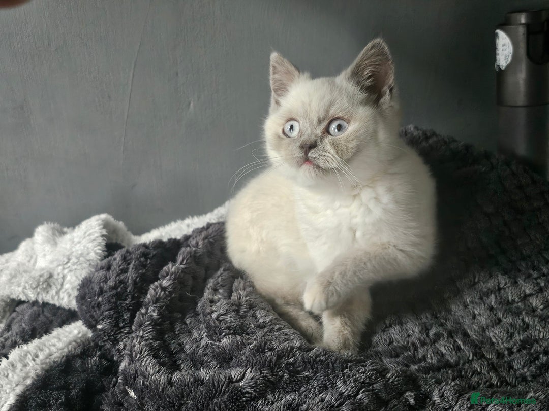 British Shorthair cats for sale: British Shorthair Kittens in Bradford - Image 18
