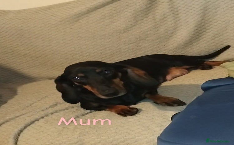 Dachshund dogs Dachshund puppies - Advert 2