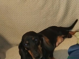 Dachshund dogs Dachshund puppies - Advert 11