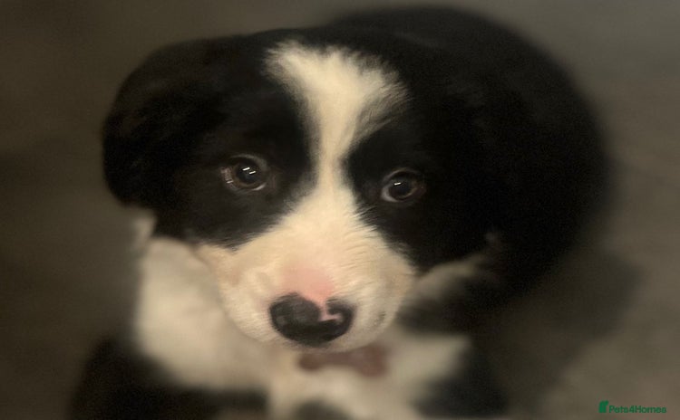 Border Collie dogs - Advert 1