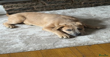 Mixed Breed dogs - Advert 5
