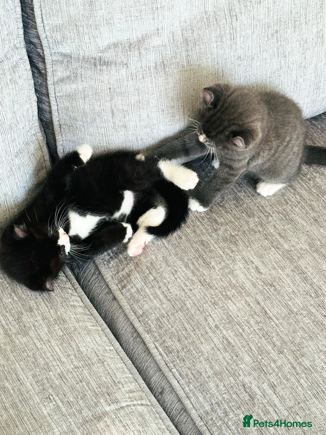 Mixed Breed cats for sale: Stunning Mixed Coloured Kittens!  - Advert 1