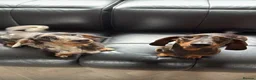 Miniature Dachshund dogs for stud: Archie - Dachshund Stud (Dapple, Unique Coat Type) - Advert 4