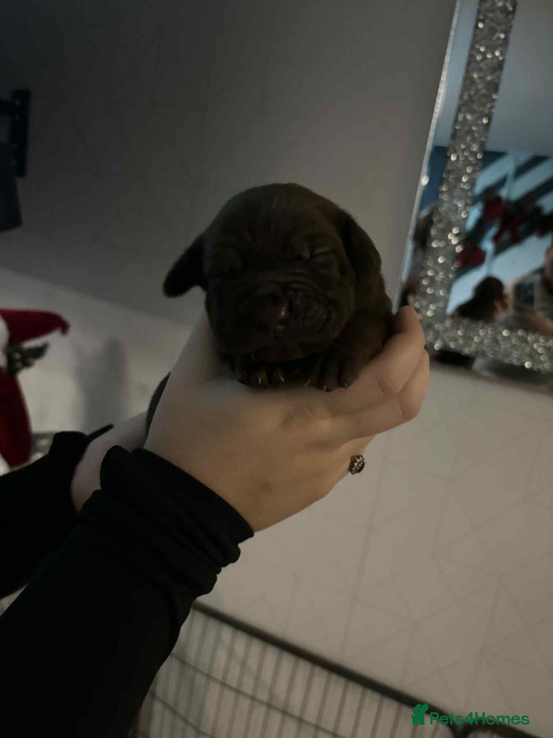 Mixed Breed dogs for sale: Cane corso  ** tiff - Advert 7