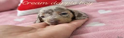 Miniature Dachshund dogs for sale: Stunning Dachshund Puppies❤️Reservations Now Open! - Advert 12