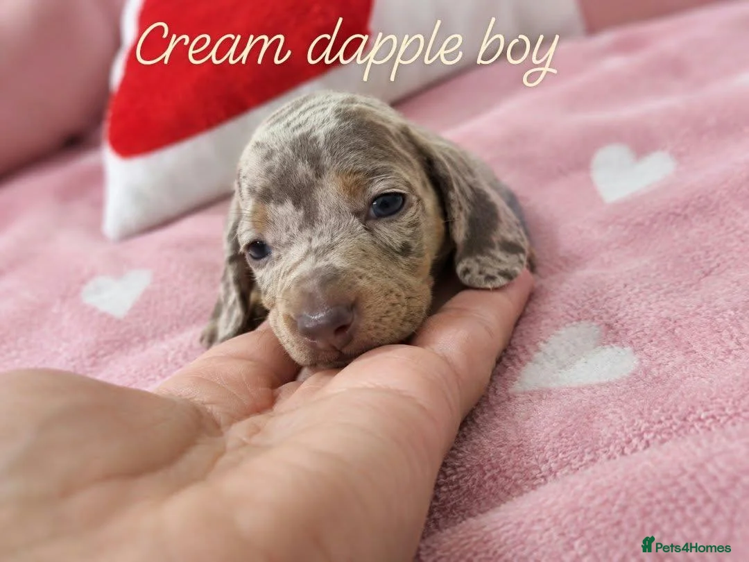 Miniature Dachshund dogs for sale: Stunning Dachshund Puppies❤️Reservations Now Open! - Advert 12
