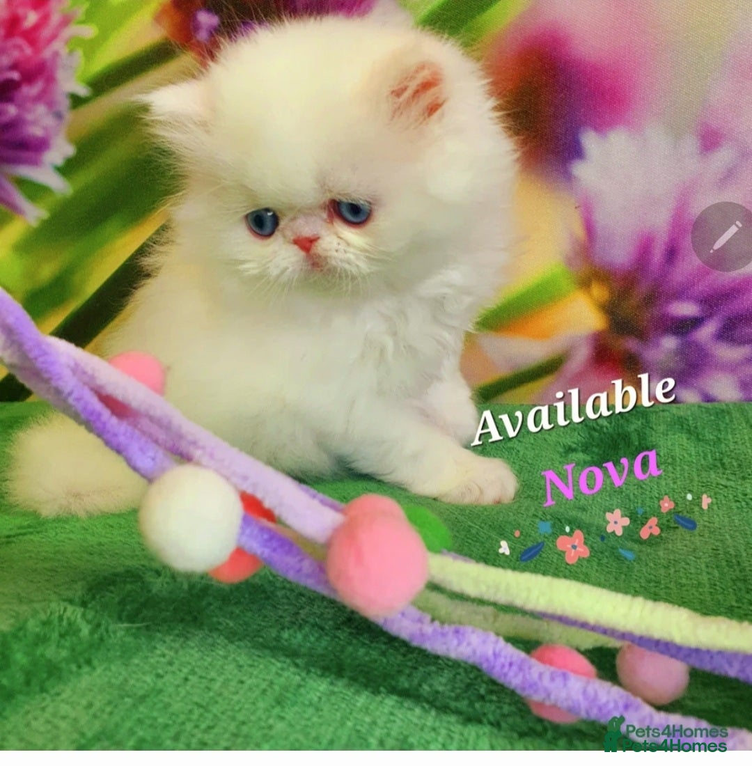 Persian cats GCCF pure breed Persian Kittens 😸  - Advert 2