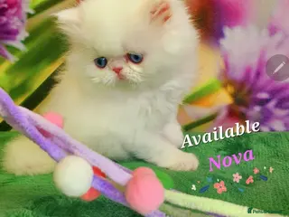 Persian cats GCCF pure breed Persian Kittens 😸 - Advert 2