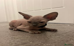 Sphynx cats for sale: August ready kitty’s in need of loving homes - Image 3