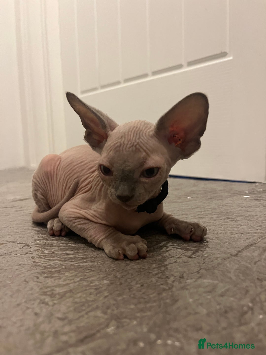 Sphynx cats for sale: August ready kitty’s in need of loving homes - Image 3