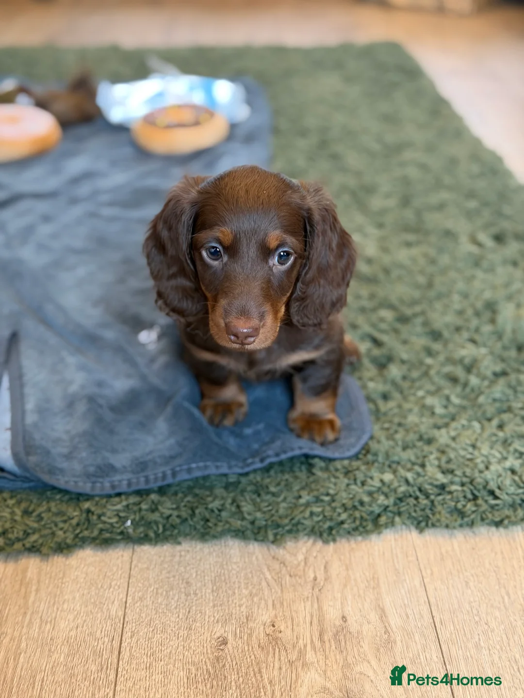 Dachshund dogs for stud: Standard Silver Dapple Long Haired Dachshund Stud in Bishop Auckland - Advert 27