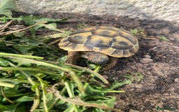 Hermann Tortoise reptiles for sale: 2 year old tortoise  - Image 3