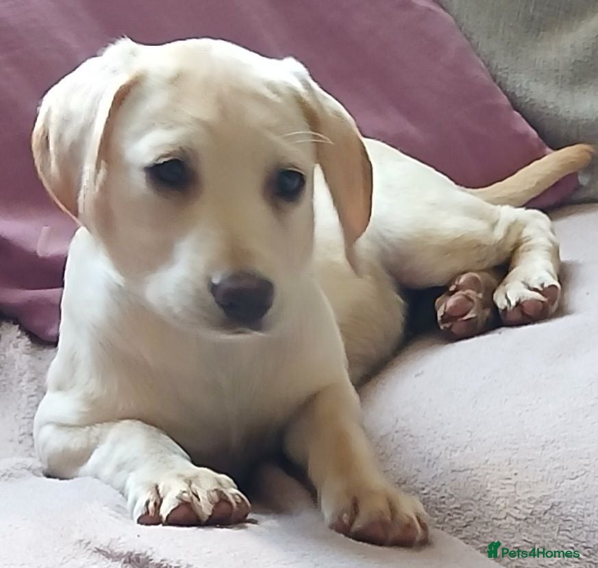 Labrador Retriever dogs Gorgeous yellow labrador puppies - Advert 1