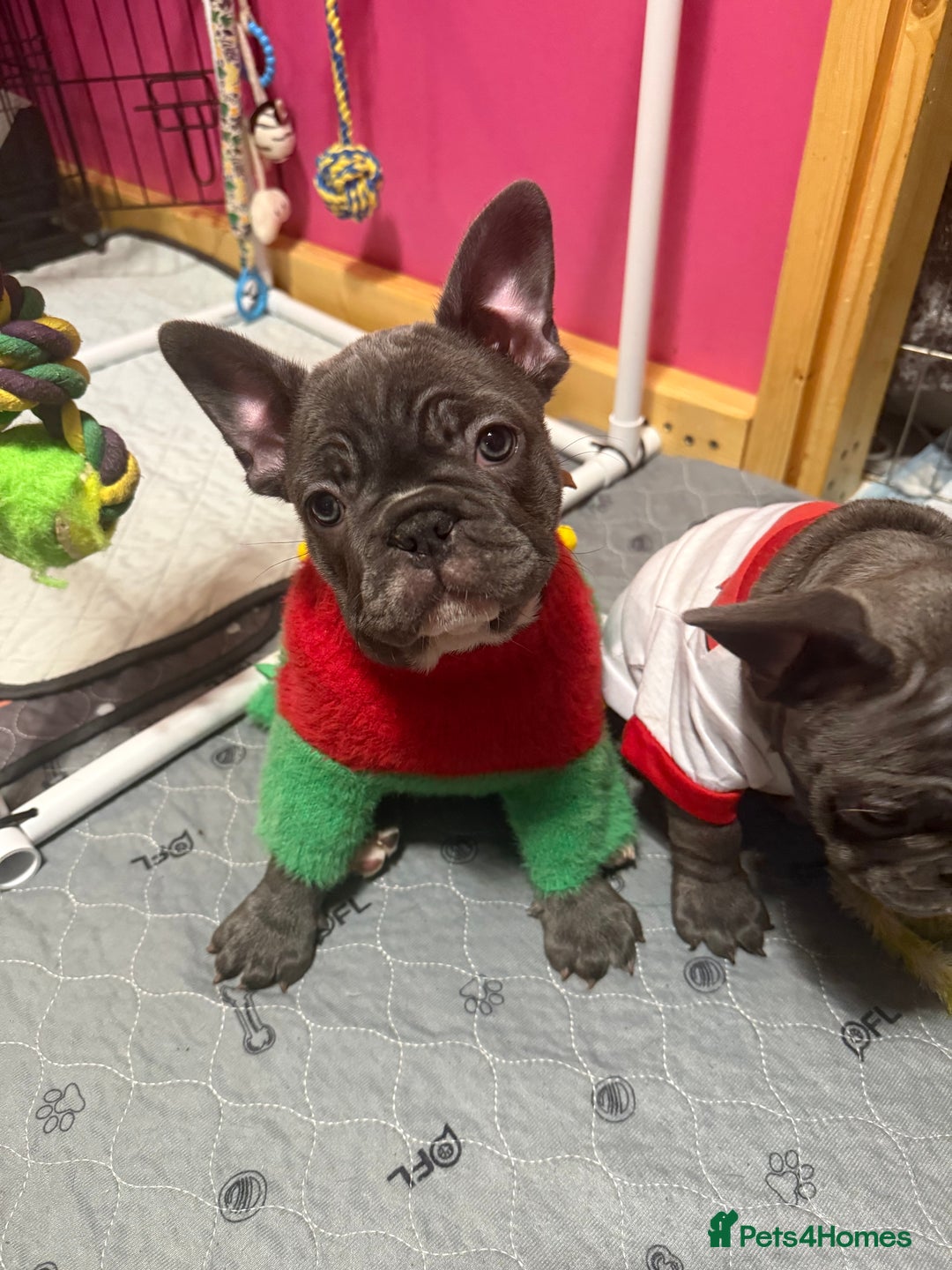 French Bulldog dogs for sale: 5 female French Bulldog –9 weeks old💙 🐾 - Advert 12