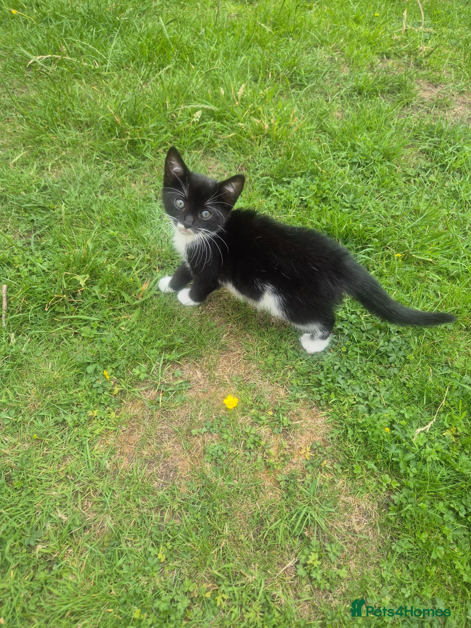 Mixed Breed cats for sale: Cute adorable female kitten - Advert 1