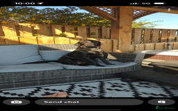 Borador dogs for sale: 5 borador puppies for sale - Image 4
